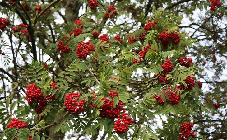 Rowan tree