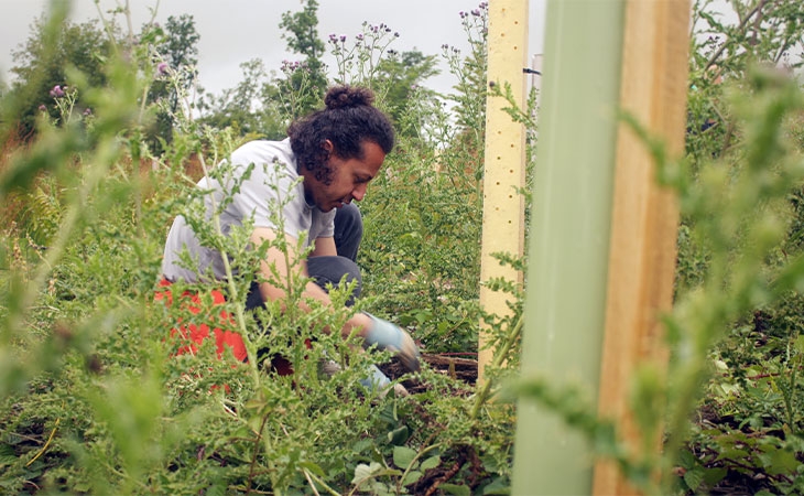 Person planting sapling