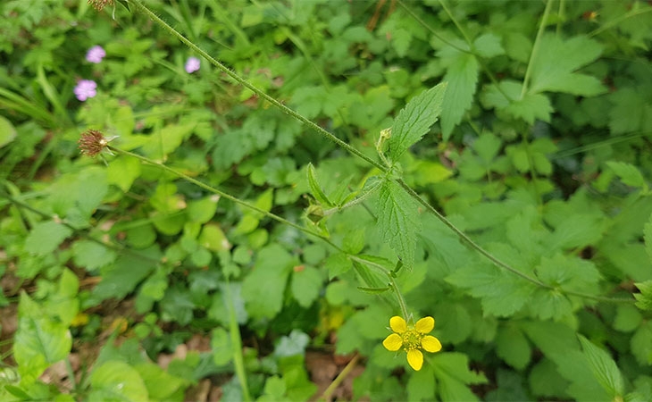 Wood avens