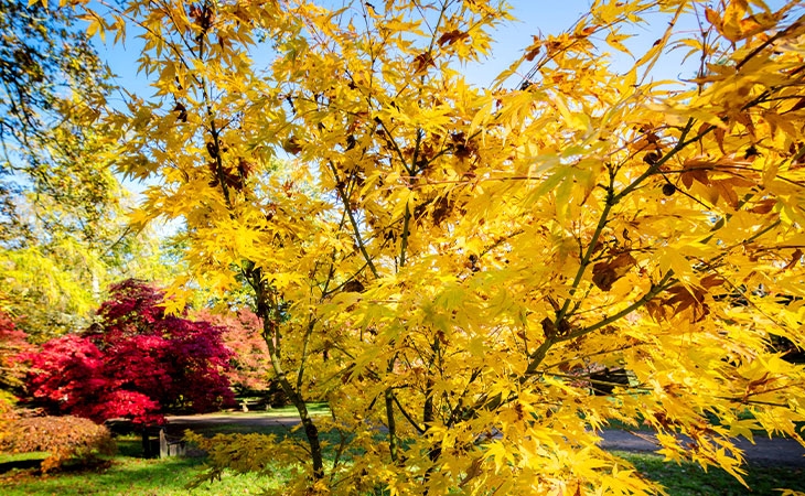 Autumn at Westonbirt