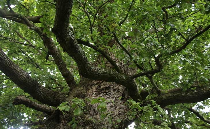 Pedunculate Oak