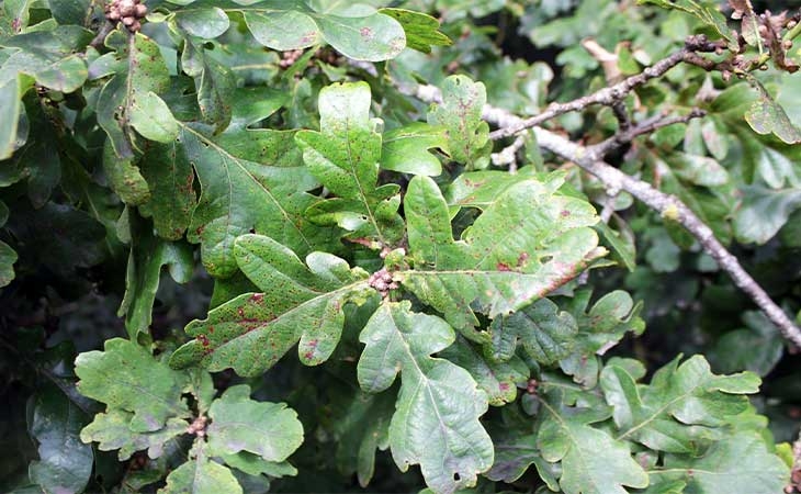 Pedunculate Oak