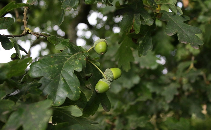 Pedunculate Oak