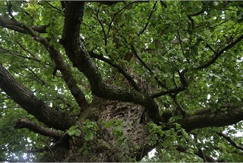 Tree of the Month: Pedunculate Oak