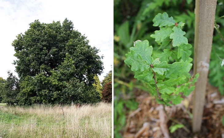 Pedunculate Oak