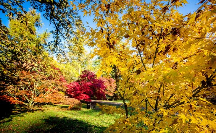 Autumn at Westonbirt Arboretum