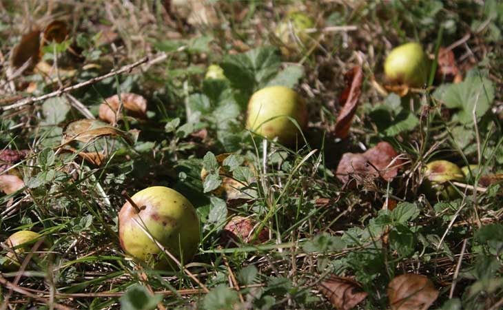 Crab apple