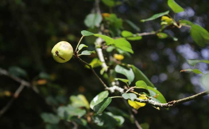 Crab apple