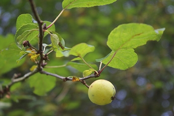 Tree of the month: Crab apple