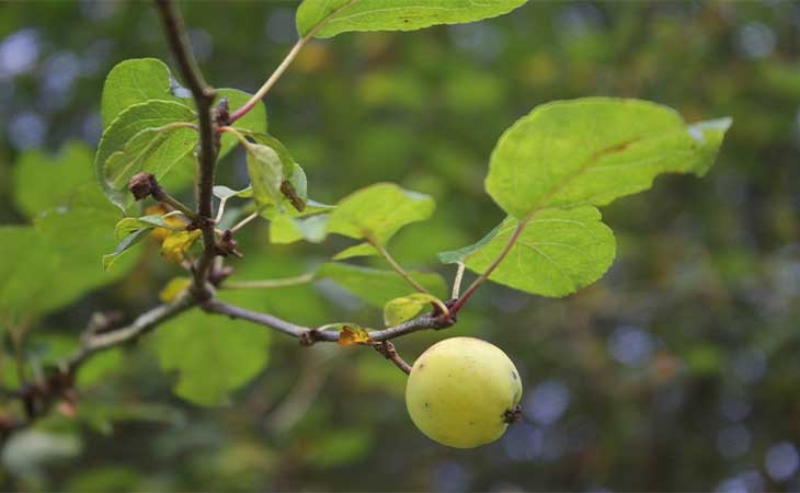 Crab apple