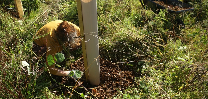 Silk Wood Community Planting Project