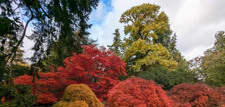 Autumn at Westonbirt