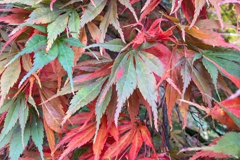 Westonbirt Arboretum: THE south west destination for leaf peeping