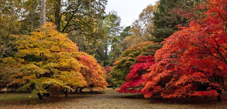 Autumn at Westonbirt