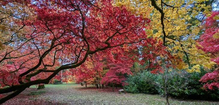 Autumn at Westonbirt