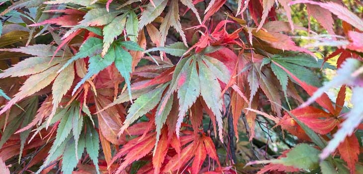 Autumn at Westonbirt