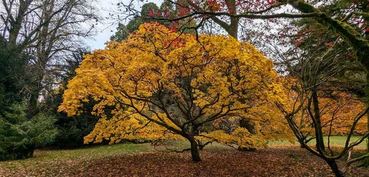 Autumn at Westonbirt