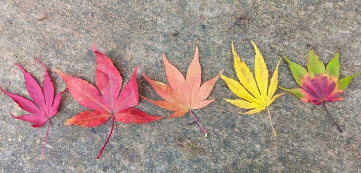 Autumn at Westonbirt