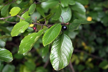 Tree of the month: Alder buckthorn