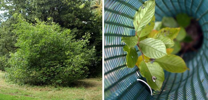 Alder buckthorn