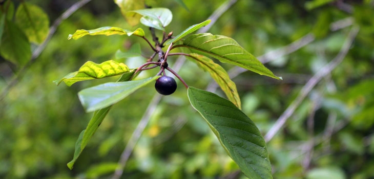 Alder buckthorn