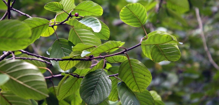 Alder buckthorn