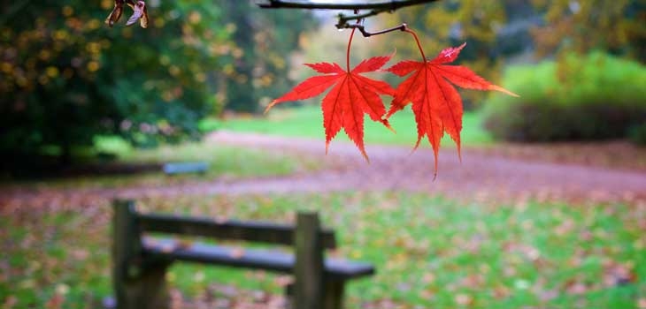 Bench and leaves