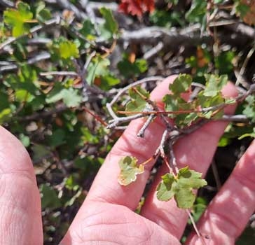 The smallest leafed maple Acer hyrcanum subsp. reginae amaliae on Mt. Parnon. Credit Rosie Anderson