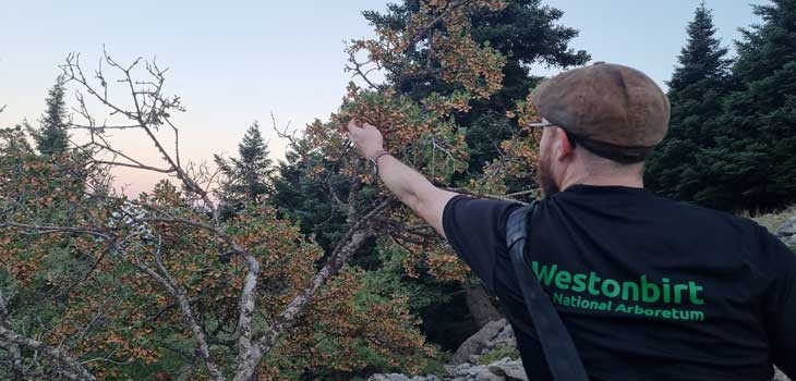 Dan Crowley collecting seed from Acer sempervirens on Mt. Parnon. Credit Rosie Anderson 