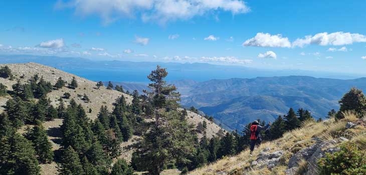 Dr. Fotios Xystrakis searching for Acer hyrcanum subsp. reginae amaliae on Mt. Parnon. Credit Rosie Anderson