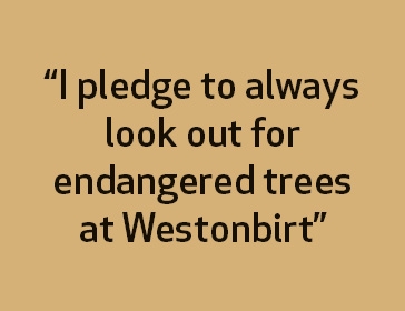 'Trees for the Future' pledges