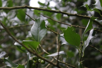 Tree of the month: Holly 