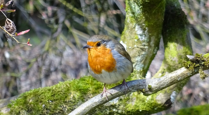 Robin