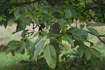 Tree of the month: Walnut