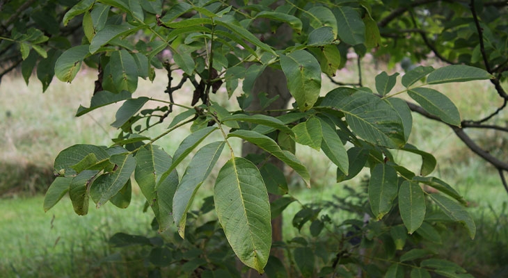 Walnut leaves in summer