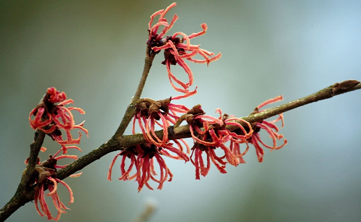 Witch hazel