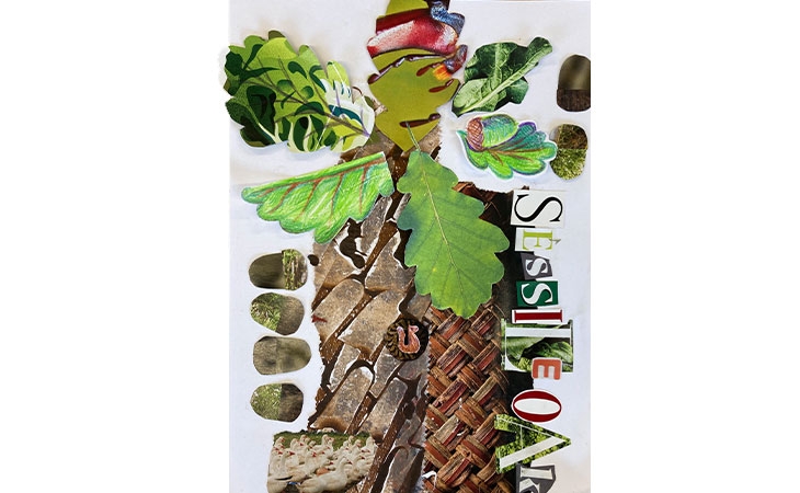 Community collage: Sessile oak