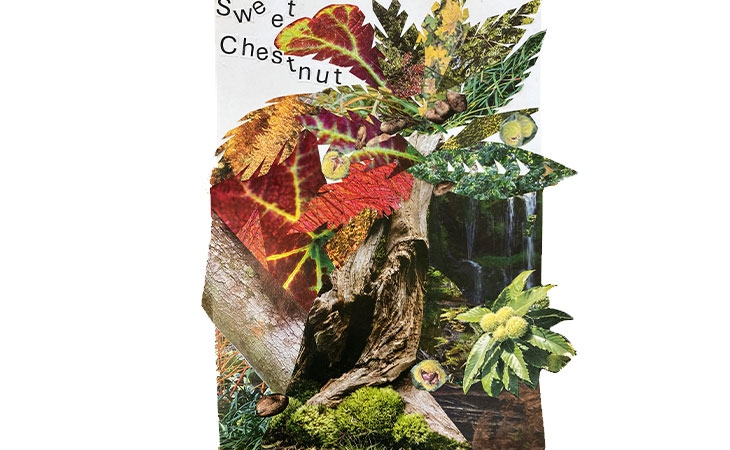 Community collage: Sweet chestnut