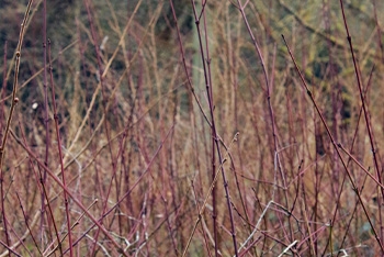 Tree of the month: Dogwood