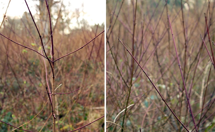 Dogwood stems