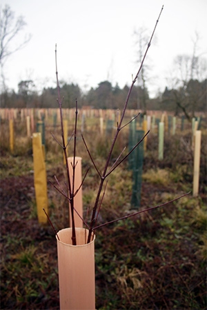 Dogwood sapling