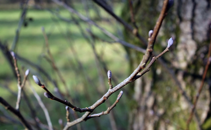 Alder buds