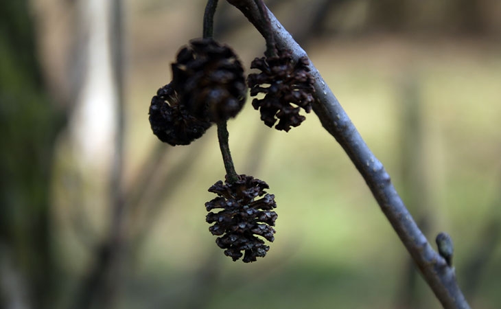 Alder cones