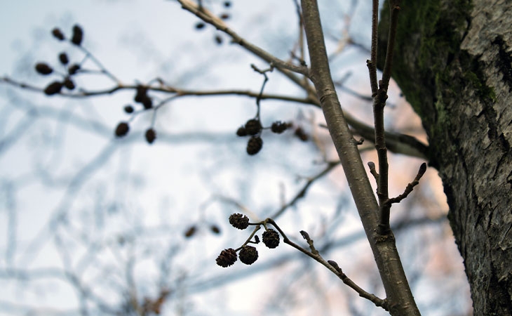 Alder cones