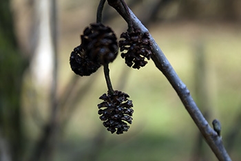 Tree of the month: Alder