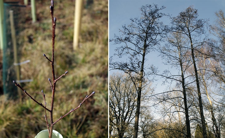 Alder sapling and mature trees