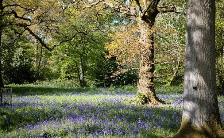 Bluebells