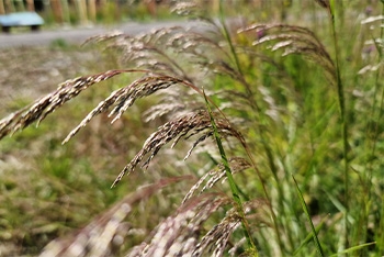 More than meets the Rye