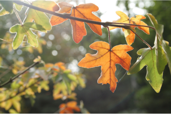 Tree of the Month – Field Maple (Acer campestre)