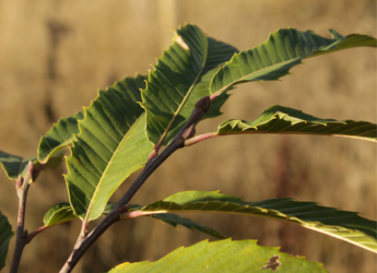 Tree of the Month: Sweet Chestnut